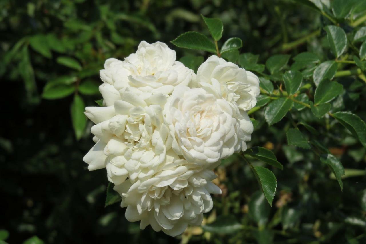 Вилла Fattoria Delle Rose Salussola Экстерьер фото